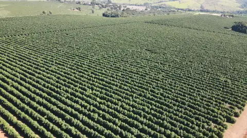 FAZENDA CAFEEIRA, COROMANDEL