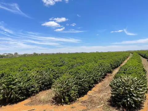 EXCELENTE FAZENDA CAFEEIRA EM CRUZEIRO DA FORTALEZA-MG
