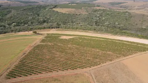 FAZENDA COM CAFÉ NA REGIÃO DE SANTA LUZIA DOS BARROS
