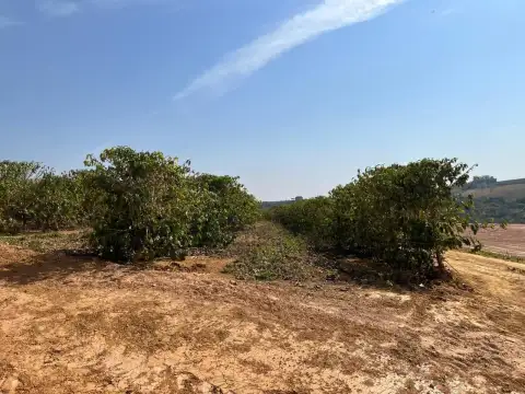 FAZENDA COM CAFÉ NA REGIÃO DE SANTA LUZIA DOS BARROS