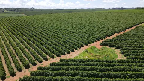 FAZENDA PRODUTORA DE CAFÉ À VENDA EM PATROCÍNIO/MG
