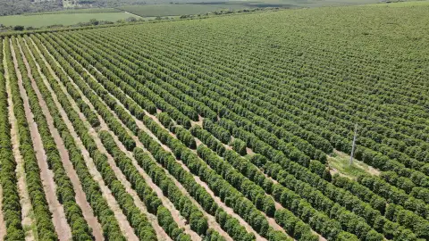 FAZENDA PRODUTORA DE CAFÉ À VENDA EM PATROCÍNIO/MG