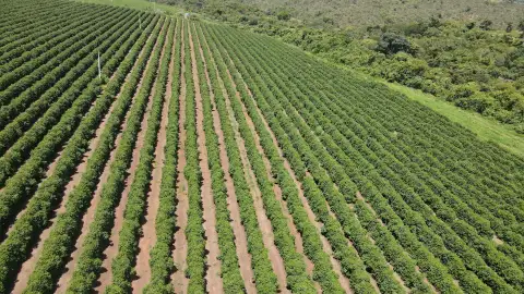 FAZENDA PRODUTORA DE CAFÉ À VENDA EM PATROCÍNIO/MG