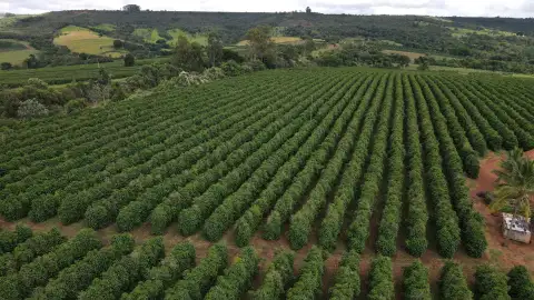 FAZENDA PRODUTORA DE CAFÉ NA REGIÃO DE MACAÚBAS DE CIMA