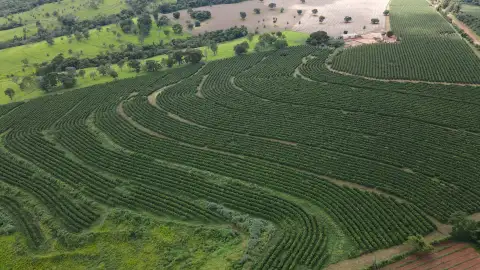FAZENDA PRODUTORA DE CAFÉ NA REGIÃO DE MACAÚBAS DE CIMA