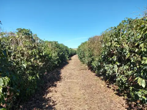 FAZENDA DUPLA APTIDÃO NA REGIÃO DE BOA VISTA