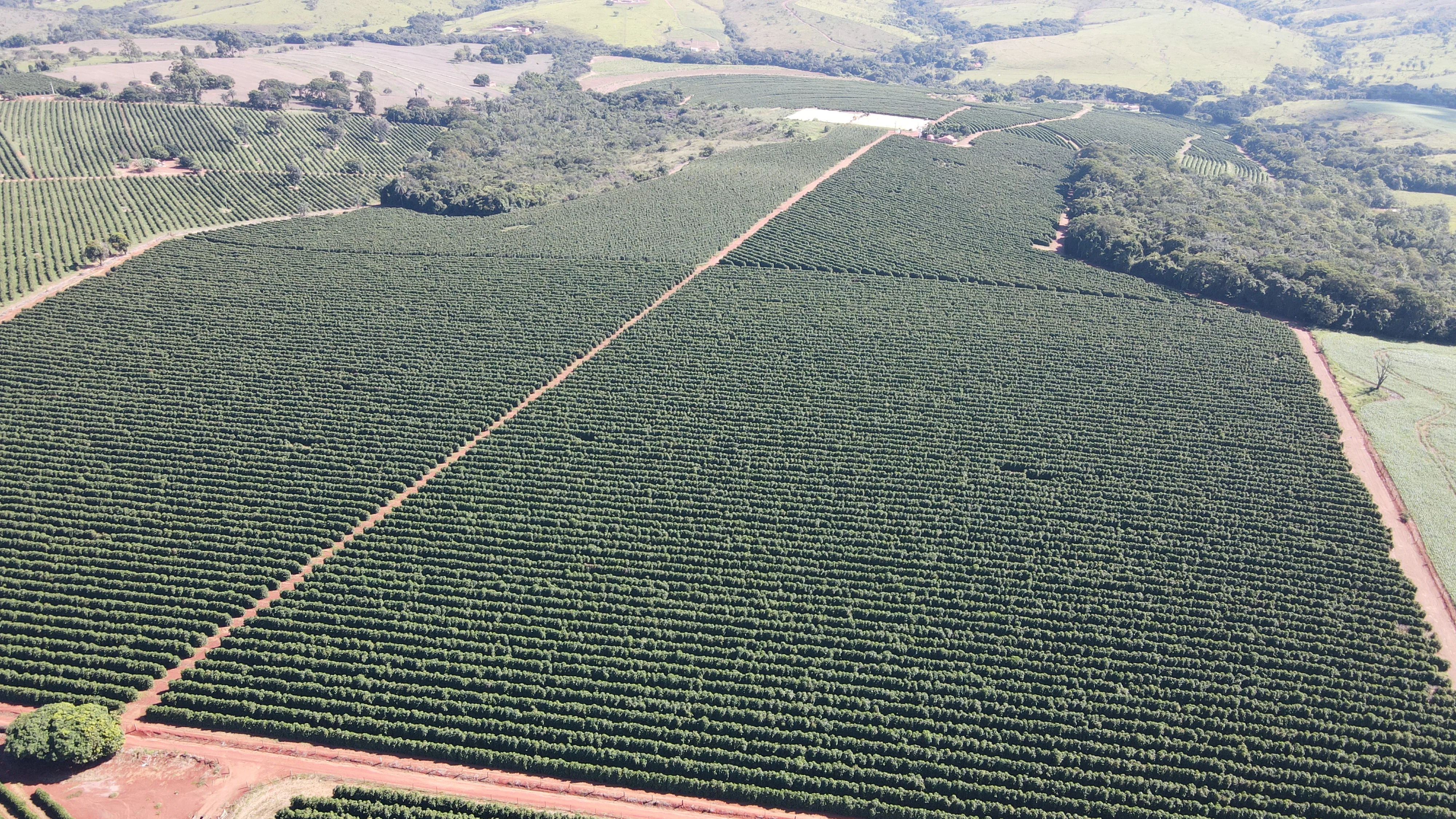 FAZENDA CAFEEIRA, COROMANDEL