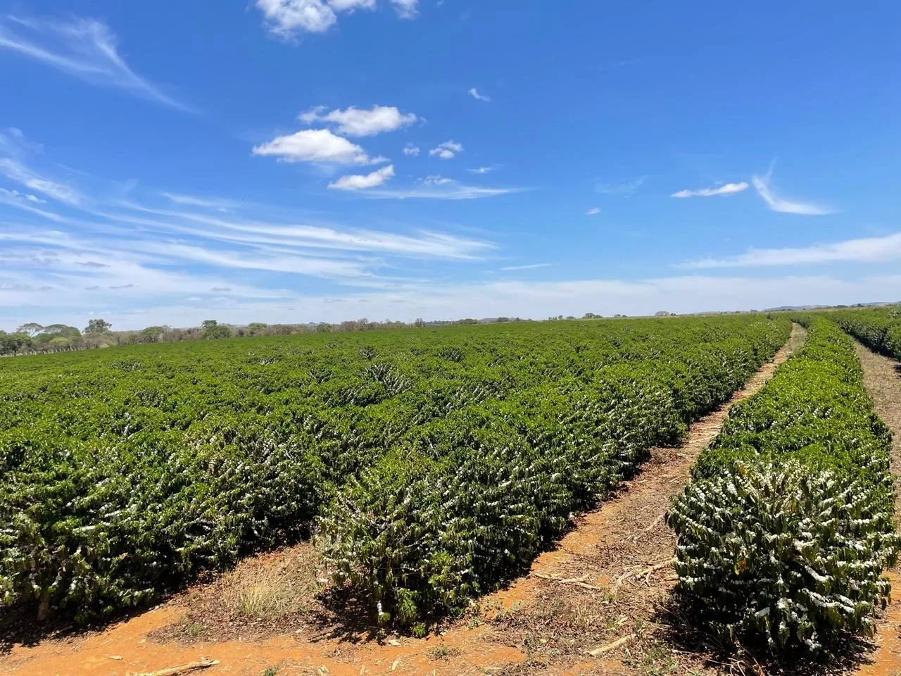 EXCELENTE FAZENDA CAFEEIRA EM CRUZEIRO DA FORTALEZA-MG