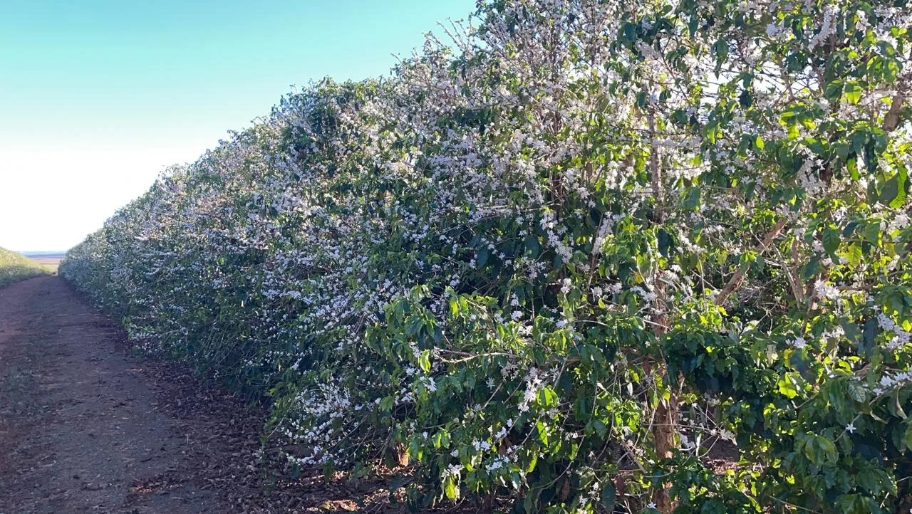 EXCELENTE FAZENDA CAFEEIRA EM CRUZEIRO DA FORTALEZA-MG