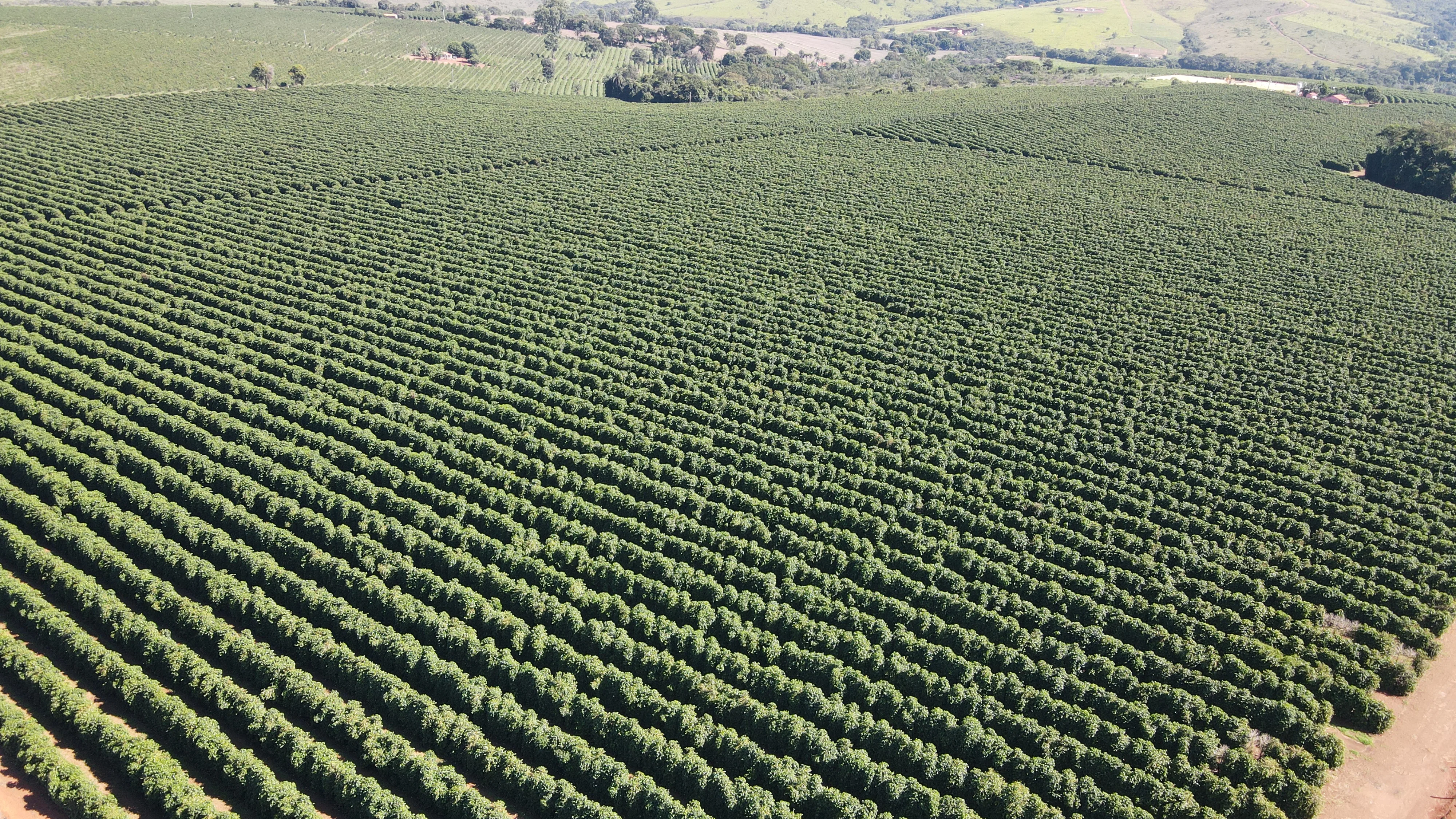 FAZENDA CAFEEIRA, COROMANDEL