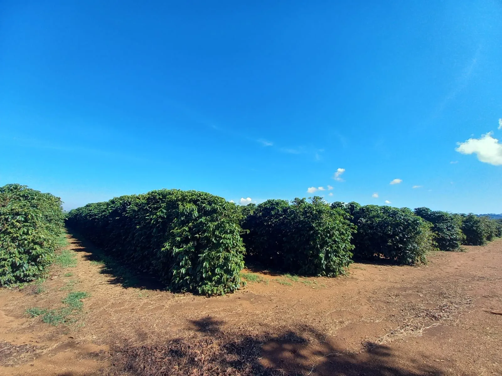 FAZENDA CAFEEIRA, COROMANDEL