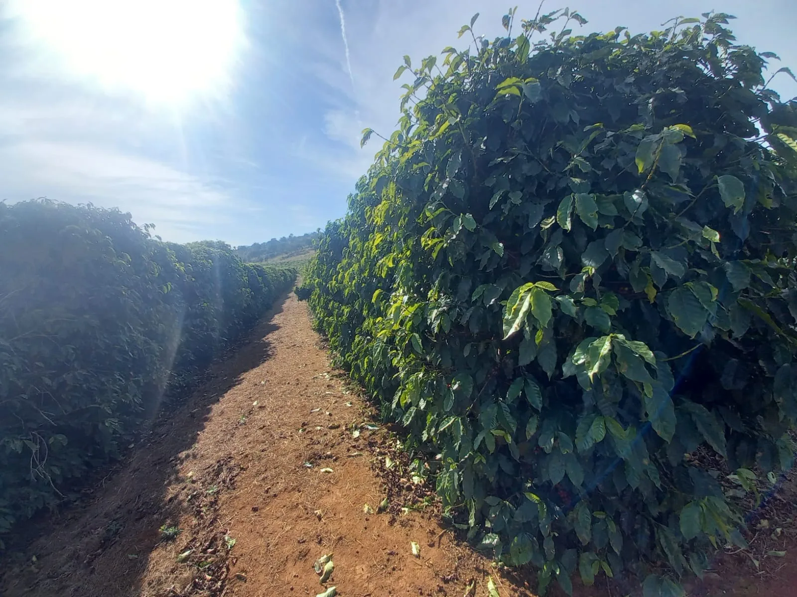 FAZENDA PARA PLANTIO DE CAFÉ EM PATROCÍNIO/MG