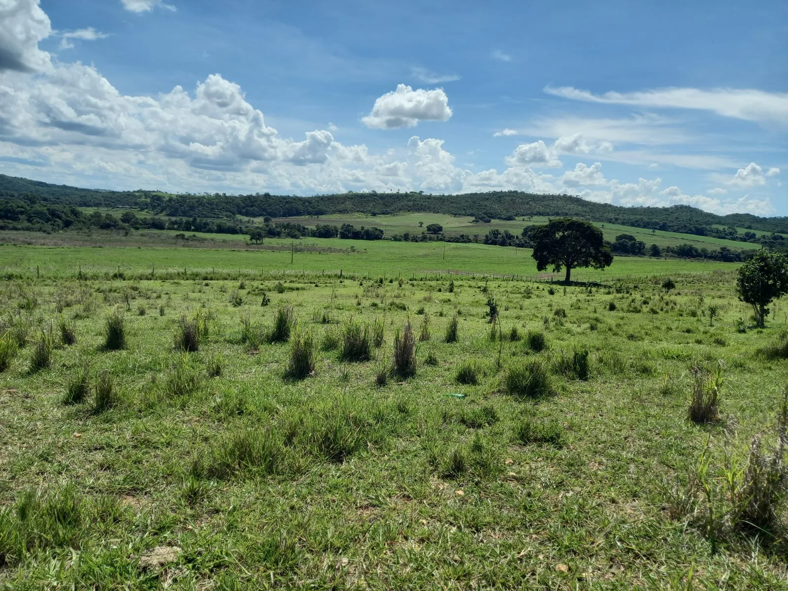 FAZENDA DE DUPLA APTIDÃO - SERRA DO SALITRE/MG