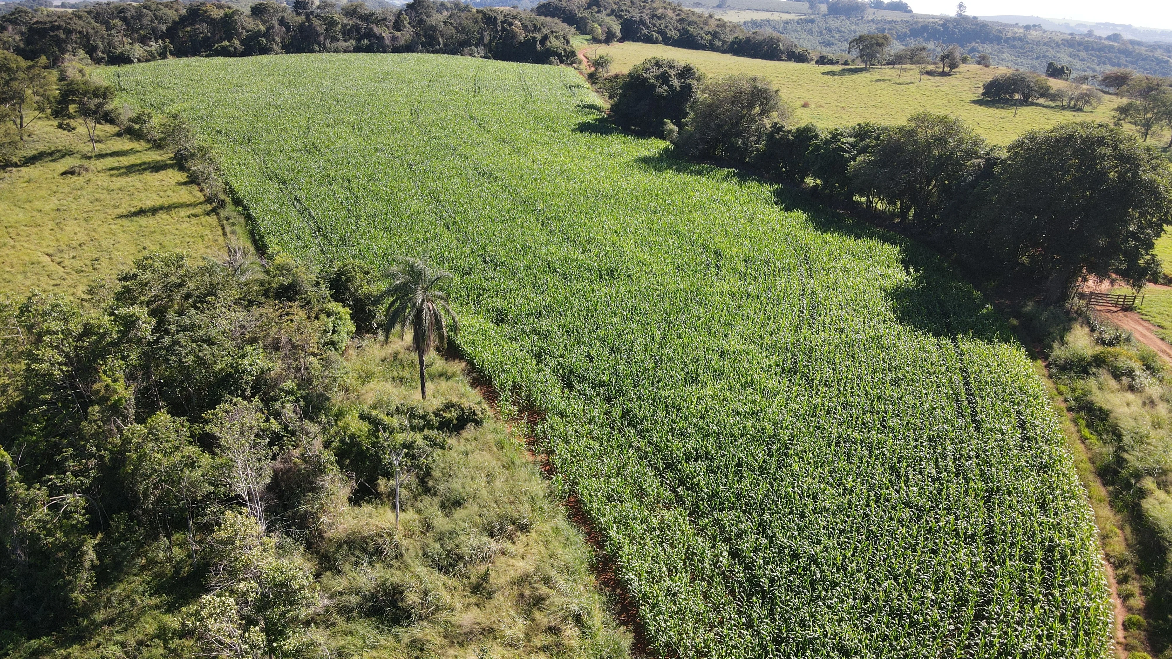 FAZENDA EM SÃO BENEDITO, PATROCÍNIO