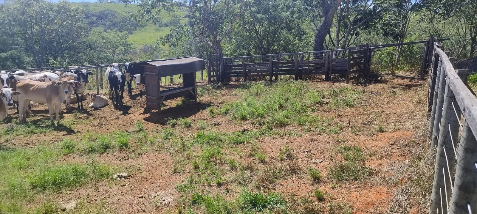 FAZENDA DUPLA APTIDÃO A VENDA EM LAGAMAR - MG